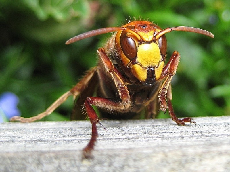 Avispones japoneses | Los insectos más mortíferos del mundo. bayas de cerebro