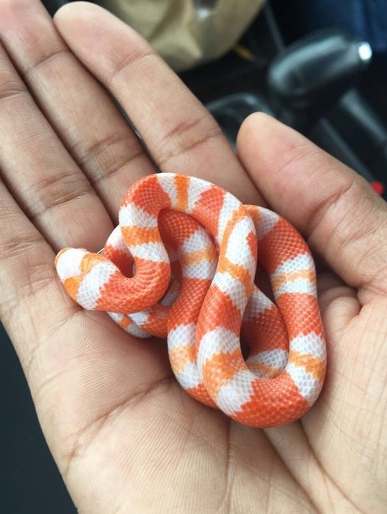 Libra (23 de septiembre - 22 de octubre). Serpiente ¿Cuál es la mascota perfecta para ti según tu signo del zodíaco? |: bayas de cerebro