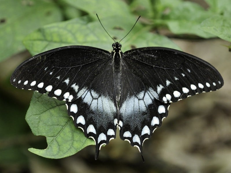 Cola de golondrina Spicebrush |: Las 7 mariposas más bellas del mundo. CerebroBerry: