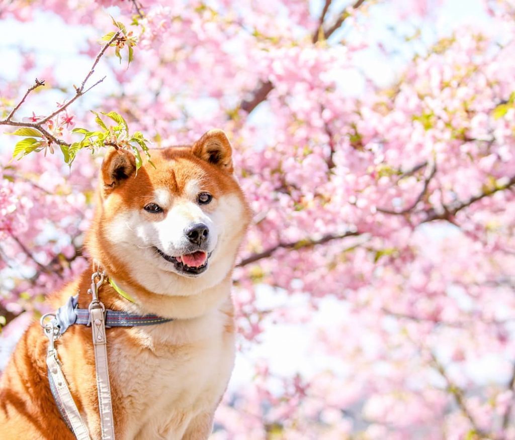El Shiba Inu más feliz en Instagram #10 | bayas de cerebro