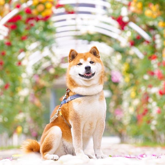 El Shiba Inu más feliz en Instagram #11 | bayas de cerebro