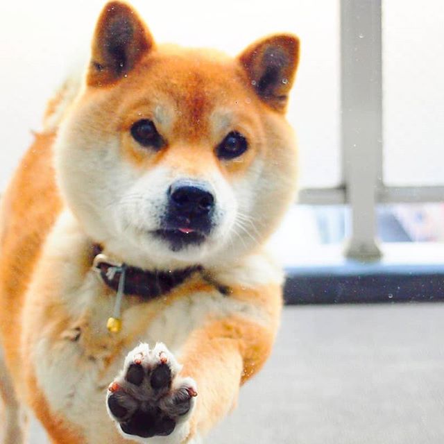 El Shiba Inu más feliz en Instagram #12 | bayas de cerebro