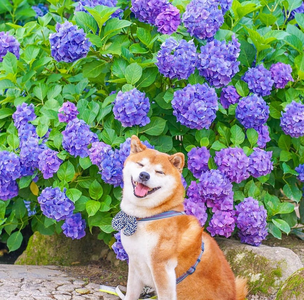 El Shiba Inu más feliz en Instagram #15 | bayas de cerebro