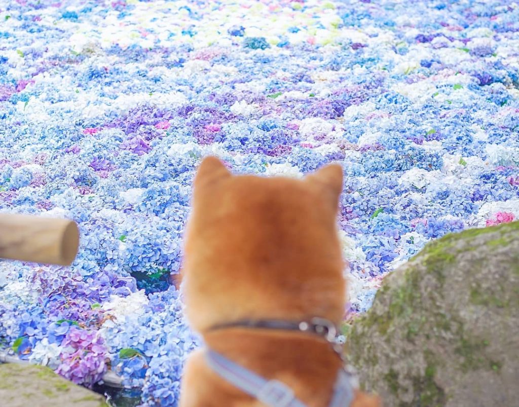 El Shiba Inu más feliz en Instagram #17 | bayas de cerebro