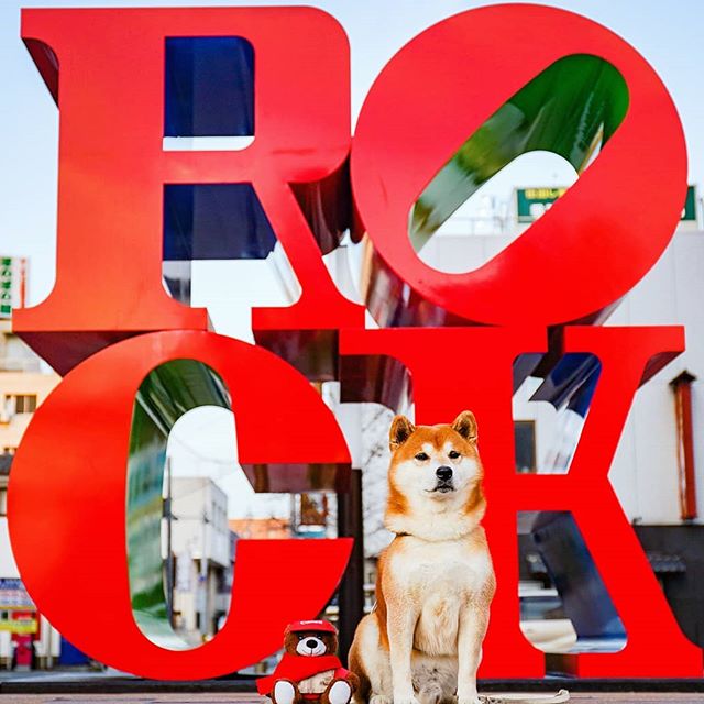 El Shiba Inu más feliz en Instagram #2 | bayas de cerebro