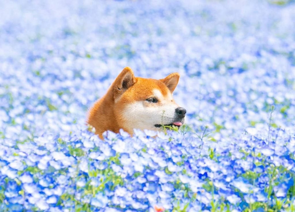 El Shiba Inu más feliz en Instagram #3 | bayas de cerebro
