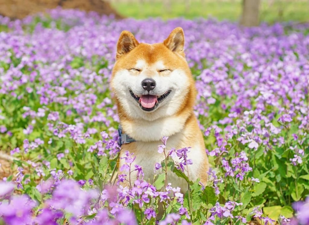 El Shiba Inu más feliz en Instagram #4 | bayas de cerebro
