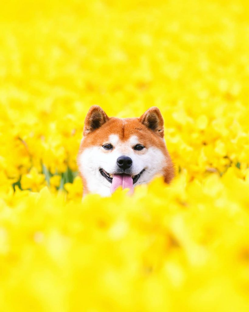 El Shiba Inu más feliz en Instagram #5 | bayas de cerebro
