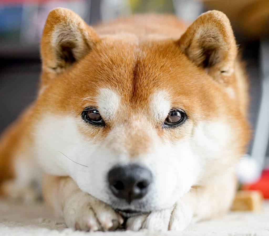 El Shiba Inu más feliz en Instagram #6 | bayas de cerebro