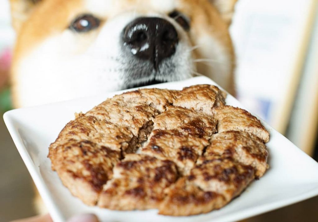 El Shiba Inu más feliz en Instagram #7 | bayas de cerebro