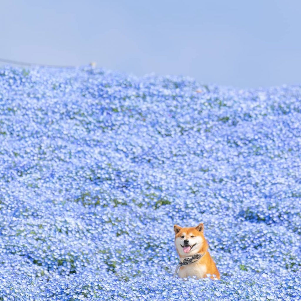 El Shiba Inu más feliz en Instagram #8 | bayas de cerebro