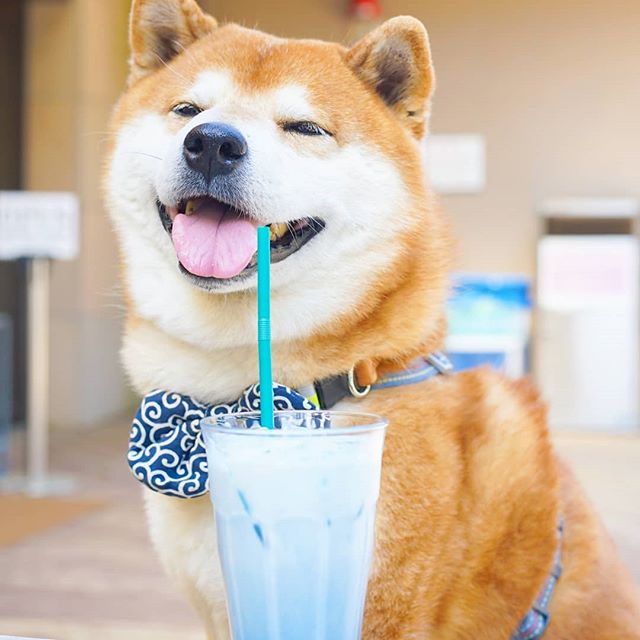 El Shiba Inu más feliz en Instagram #9 | bayas de cerebro