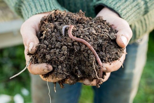 Recolector de gusanos |: Los 8 trabajos más extraños a los que puedes postularte | bayas de cerebro