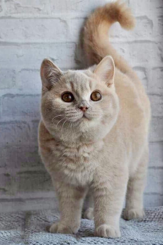 Virgo (23 de agosto - 23 de septiembre). Cualquier gato | ¿Cuál es la mascota perfecta para ti según tu signo del zodíaco? |: bayas de cerebro