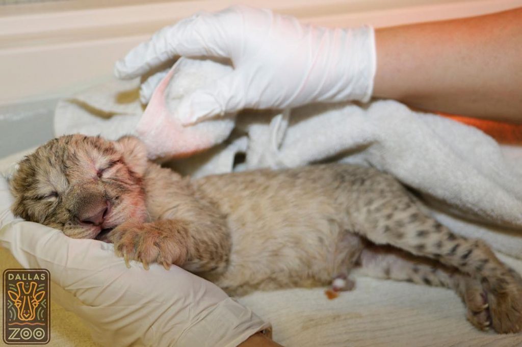 Bahati comparte su cumpleaños con el día de San Patricio - 17 de marzo de 2017 | Simba de acción real de Disney se basó en el león más lindo de todos los tiempos. |: bayas de cerebro