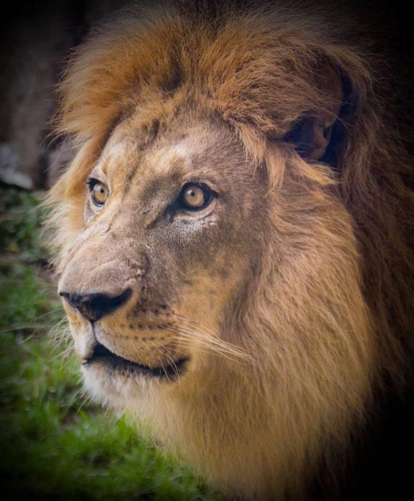 El papá de Bahati - Kamau | Simba de acción real de Disney se basó en el león más lindo de todos los tiempos. |: bayas de cerebro