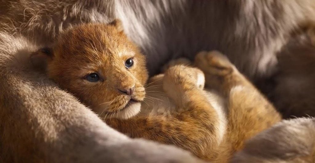 El Rey León Medio Digital 3D | Simba de acción real de Disney se basó en el león más lindo de todos los tiempos. |: bayas de cerebro