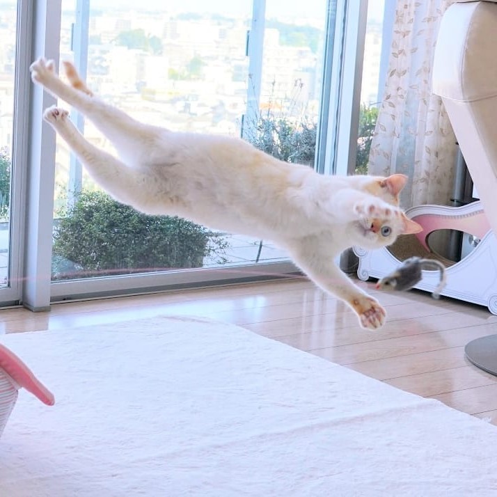 Gato bailarín japonés n.° 12 | bayas de cerebro