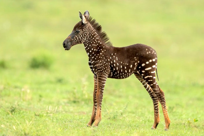 Cebra manchada #2: ¿Qué es esta magia? bayas de cerebro