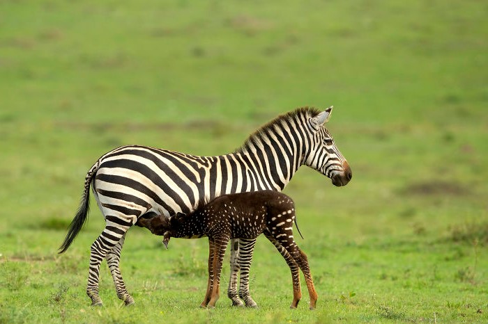 ¡Cebra manchada #3! ¿Qué tipo de magia es esta? bayas de cerebro