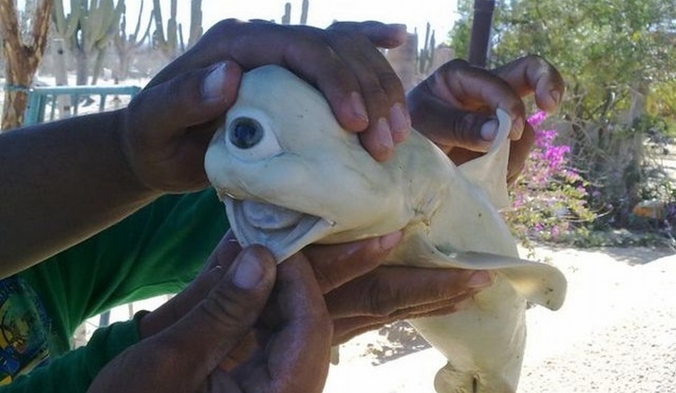 15 de los animales más aterradores que nunca conociste 24