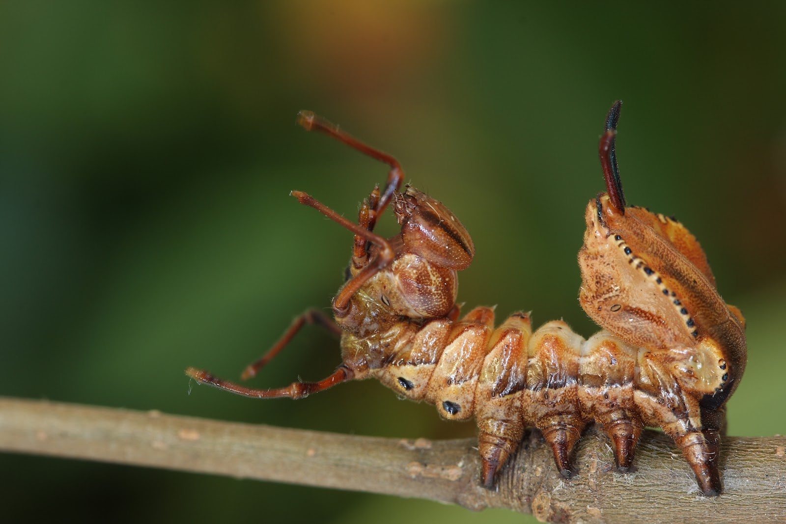 15 de los animales más aterradores que nunca conociste 28