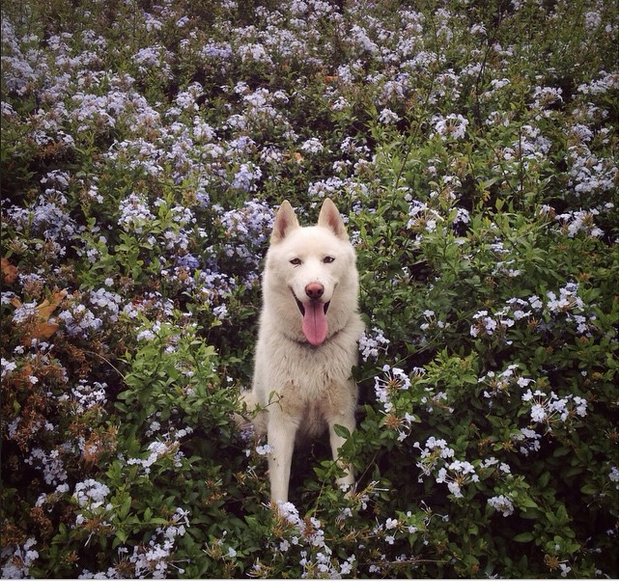 Solo 53 mil. John las increíbles aventuras de John y su perro 10