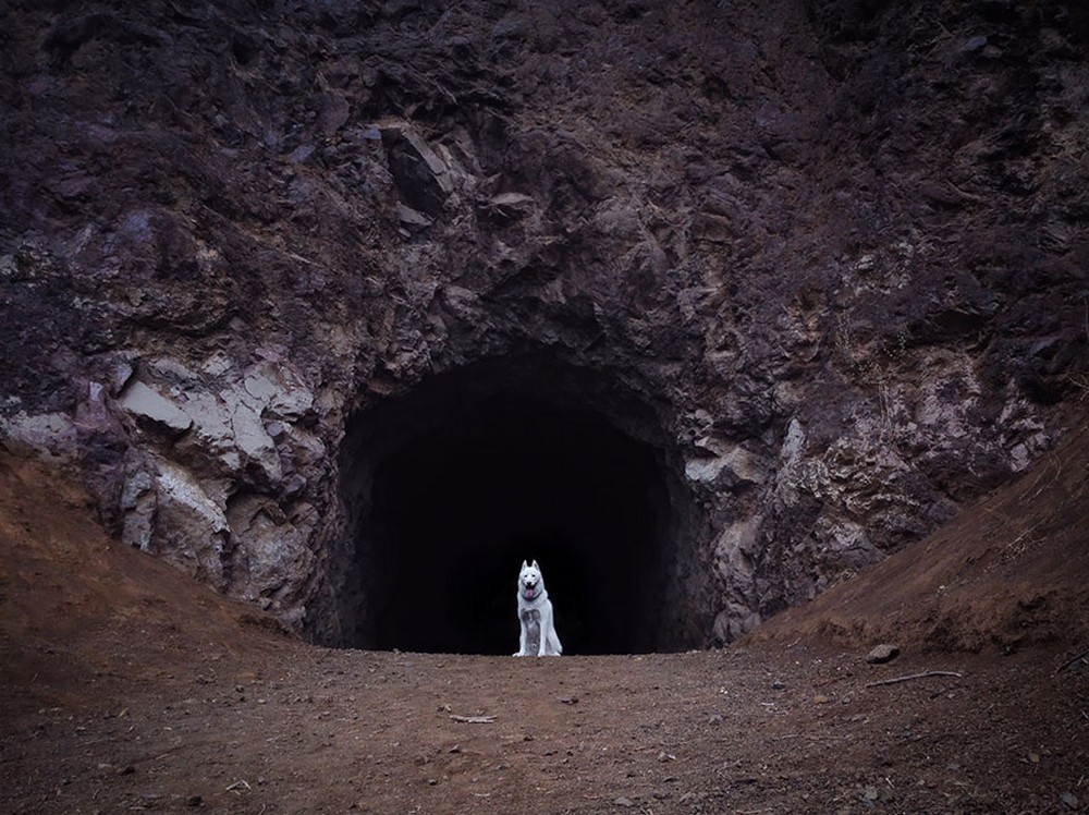 Solo 53 mil. John's Trail y las increíbles aventuras de sus perros 5