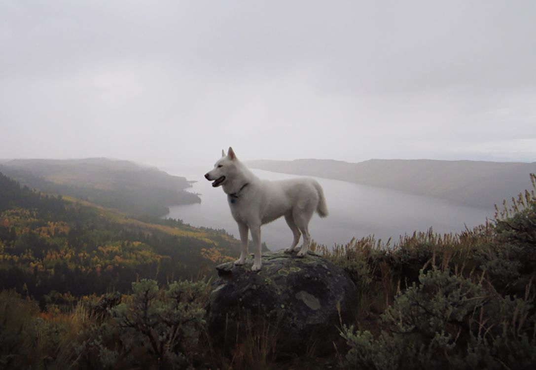 Solo 53 mil. John's Trailing and Incredible aventuras de sus perros 6