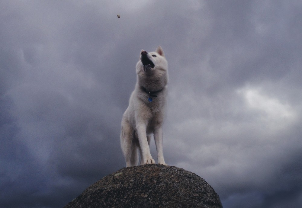 Solo 53 mil. John las increíbles aventuras de John y su perro 7