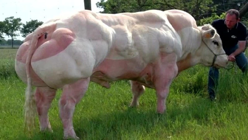 Mascotas que se parecen a Arnold Schwarzenegger de Animal Kingdom 4