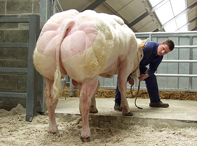 Mascotas que se parecen al Reino Animal Arnold Schwarzenegger 5