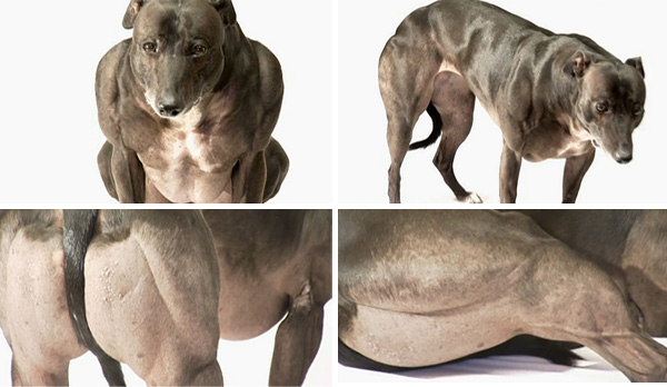 Mascotas que se parecen al Reino Animal Arnold Schwarzenegger 9