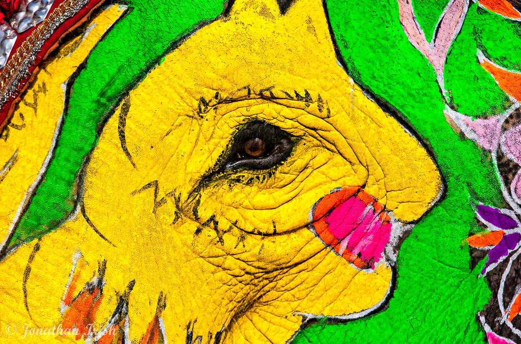 Elefante decorado en la provincia india de Jinjuri en Ay Aypur Elephant Festival