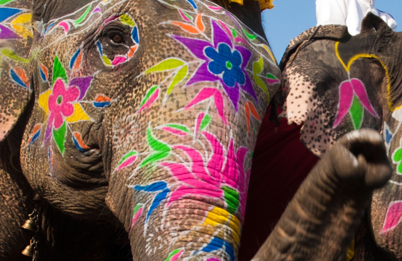 Dos pueblos indios fueron pintados en elefantes durante el festival anual de elefantes de Jaipur