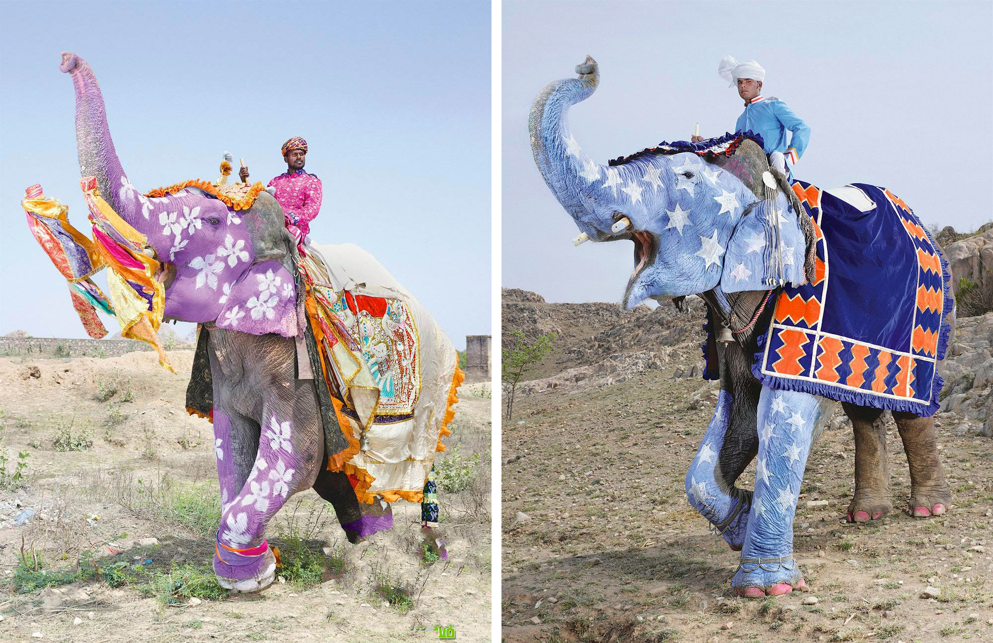 Festival de elefantes en India 6: