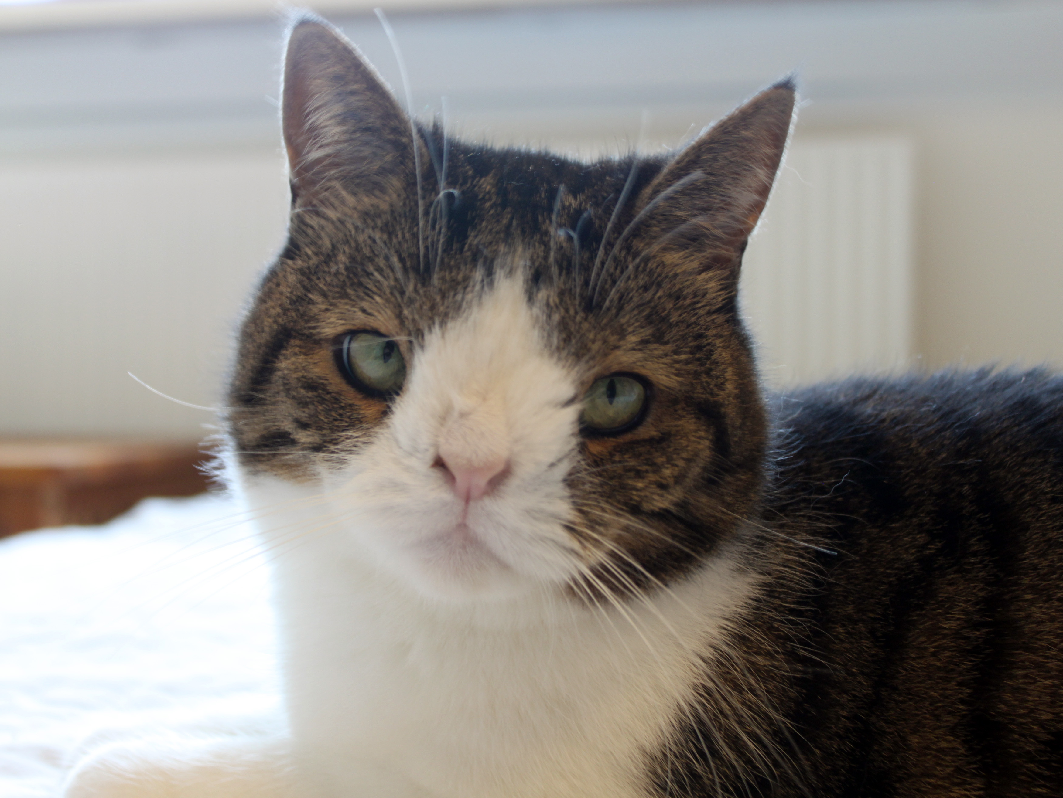 FOTO DE MICHAEL BJORN NIELSEN / CATERS NEWS - (EN LA FOTO del adorable gato, Monty) Estas conmovedoras imágenes de un gato nacido sin puente nasal demuestran que aún se pueden admirar diferentes looks. En la foto, mirando con curiosidad a la cámara, el gatito único nació con un Hueso de la nariz, lo que le da un aspecto ligeramente inusual debido a un defecto cromosómico: Una anomalía genética significó que Monty, el gato doméstico, también sufra algunos problemas leves en la vejiga, pero a pesar de ser un poco diferente del gato atigrado promedio, Monty logró derretir corazones en todo el mundo.