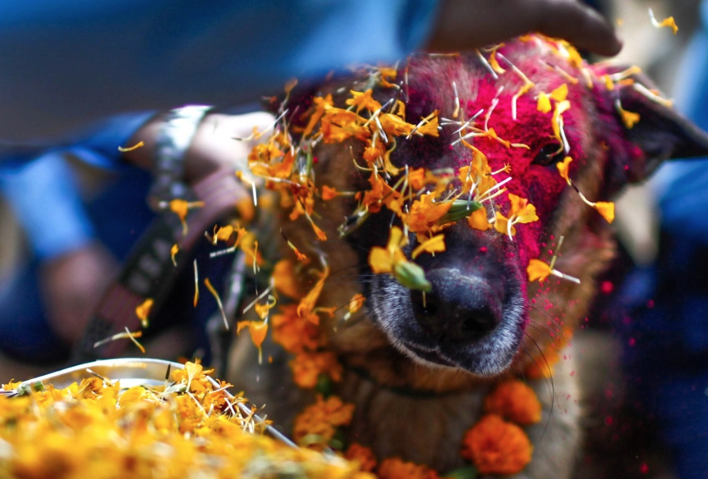 Festival de Nepal para celebrar perros 1