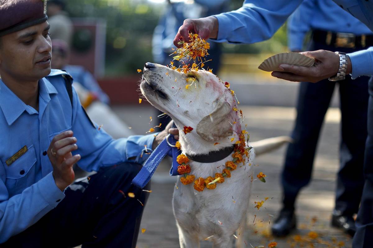 Festival de Nepal para celebrar perros 4