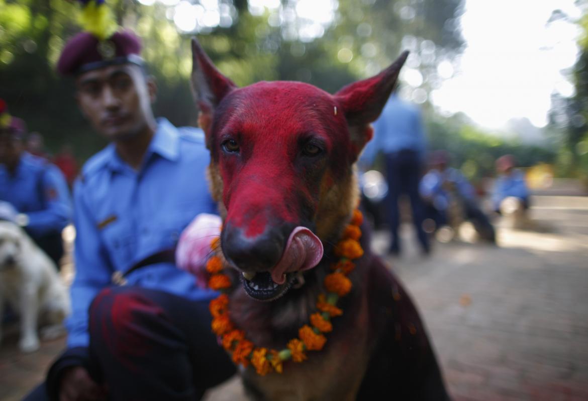 Festival de Nepal para celebrar perros 5