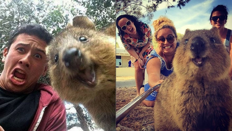 Snapting with Wild Animals es una nueva tendencia 15