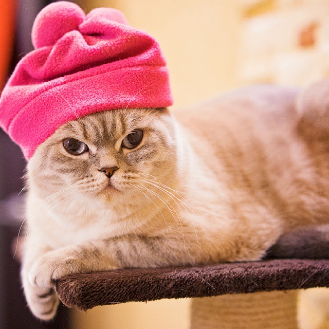 Snuffle gato brumoso 1