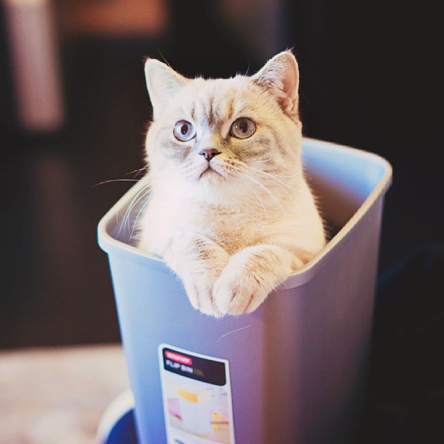 Snuffle Gato Misty 5