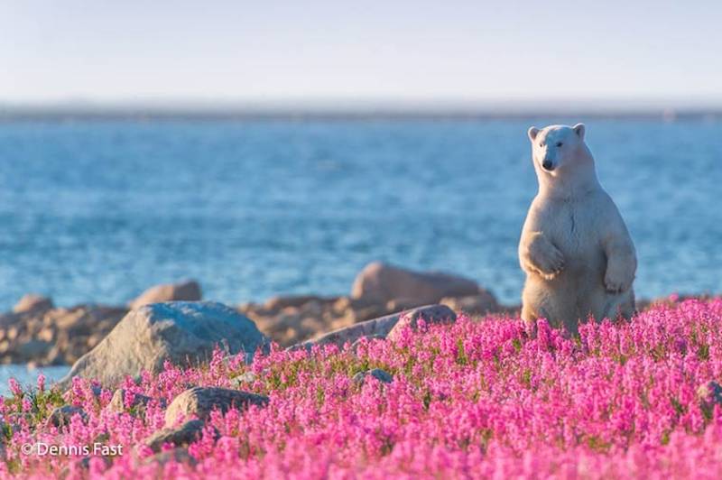 El oso mínimo polar que has visto. Boom 10 años