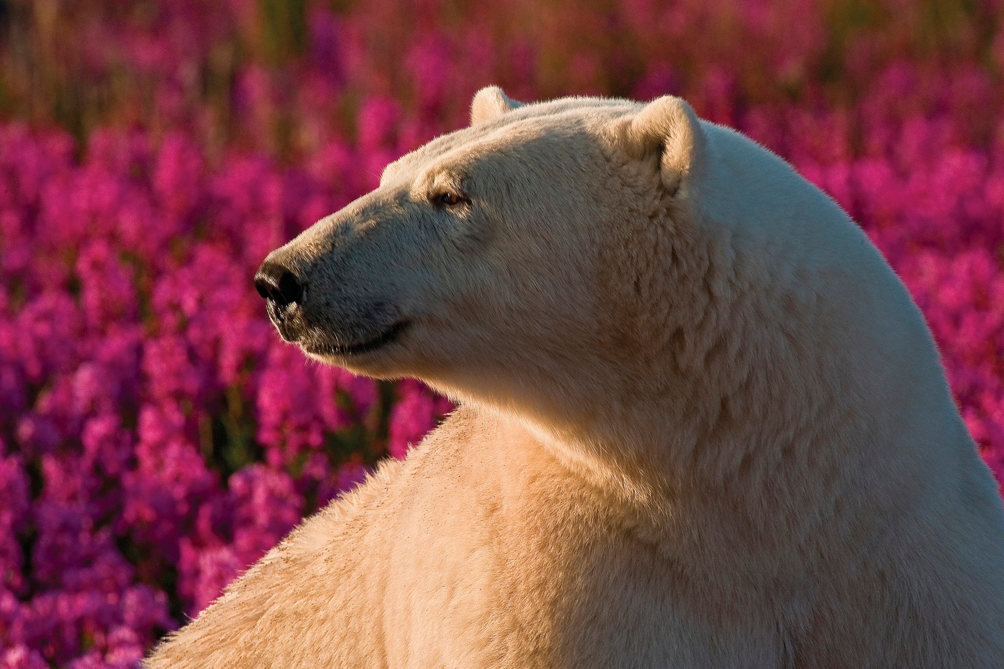 El oso polar (Ursa marritimus) en la isla de fireweed, Hudson Bey, Churchill, Manitoba, Canadá, Manitoba.