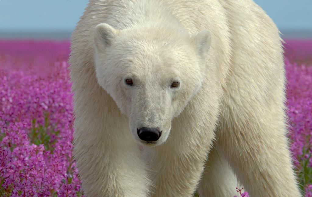 El oso mínimo polar que has visto. Auge
