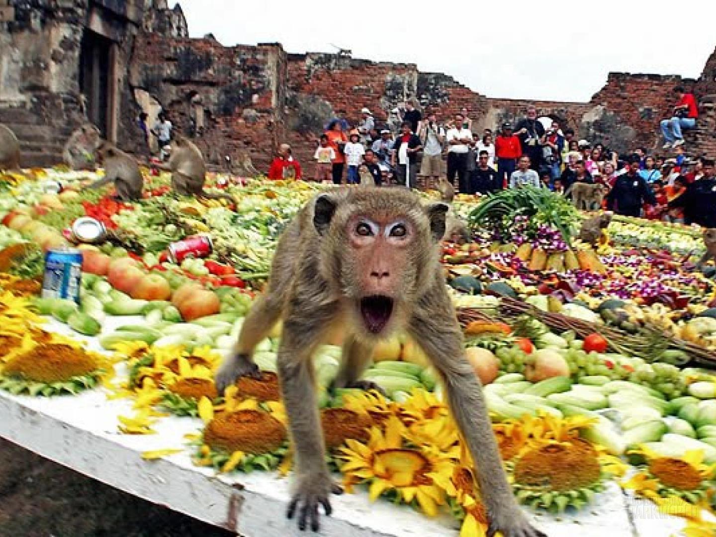 El festival de buffet de mono en Tailandia 1
