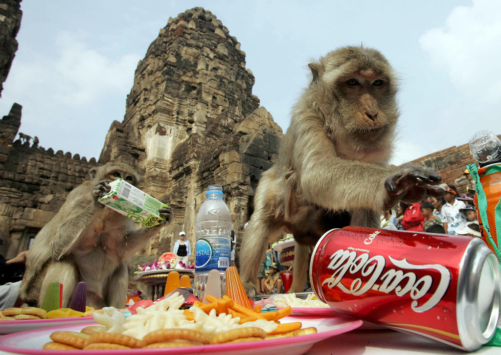 Monkey Buffet Festival en Tailandia 2:
