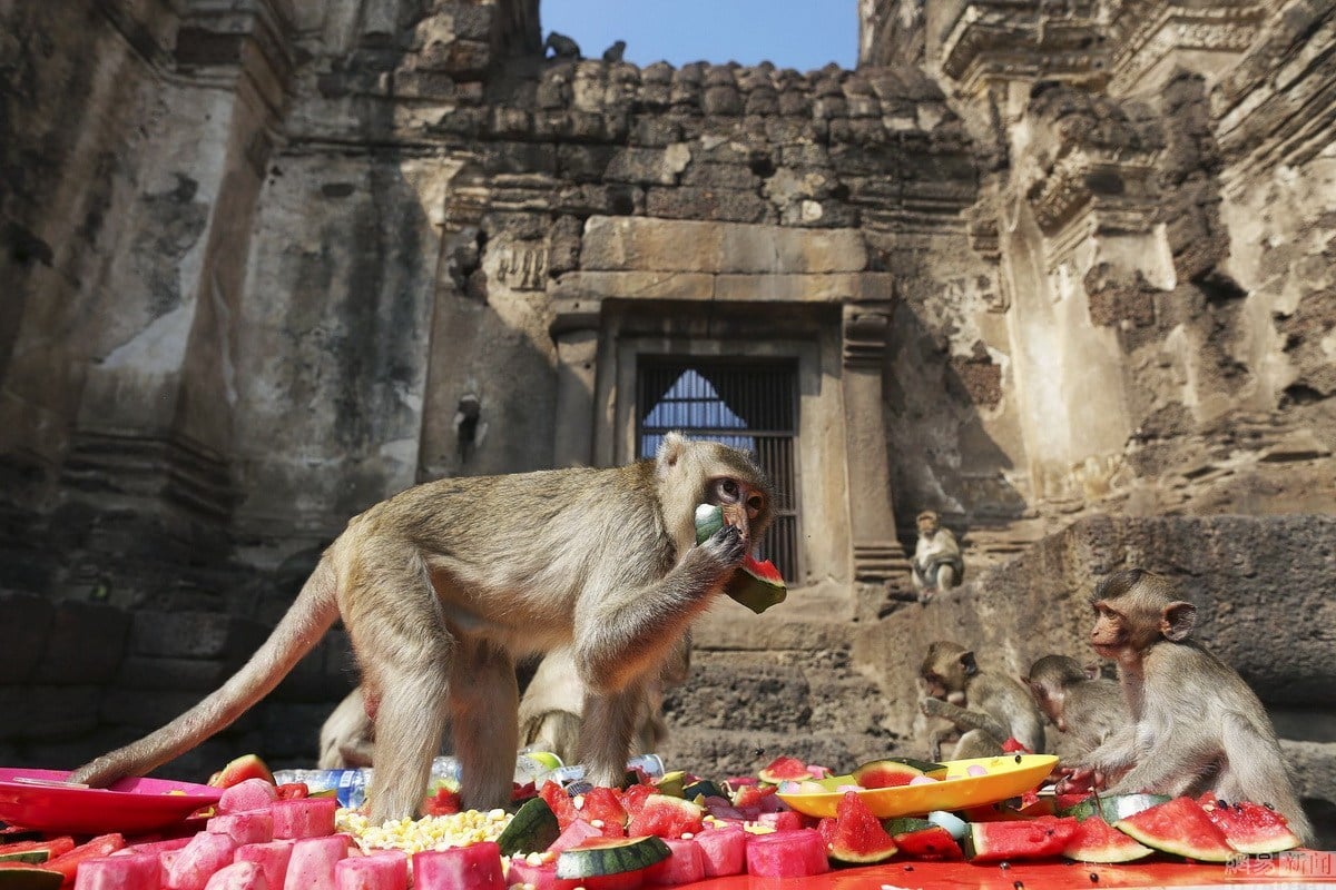 Monkey Buffet Festival en Tailandia 3: