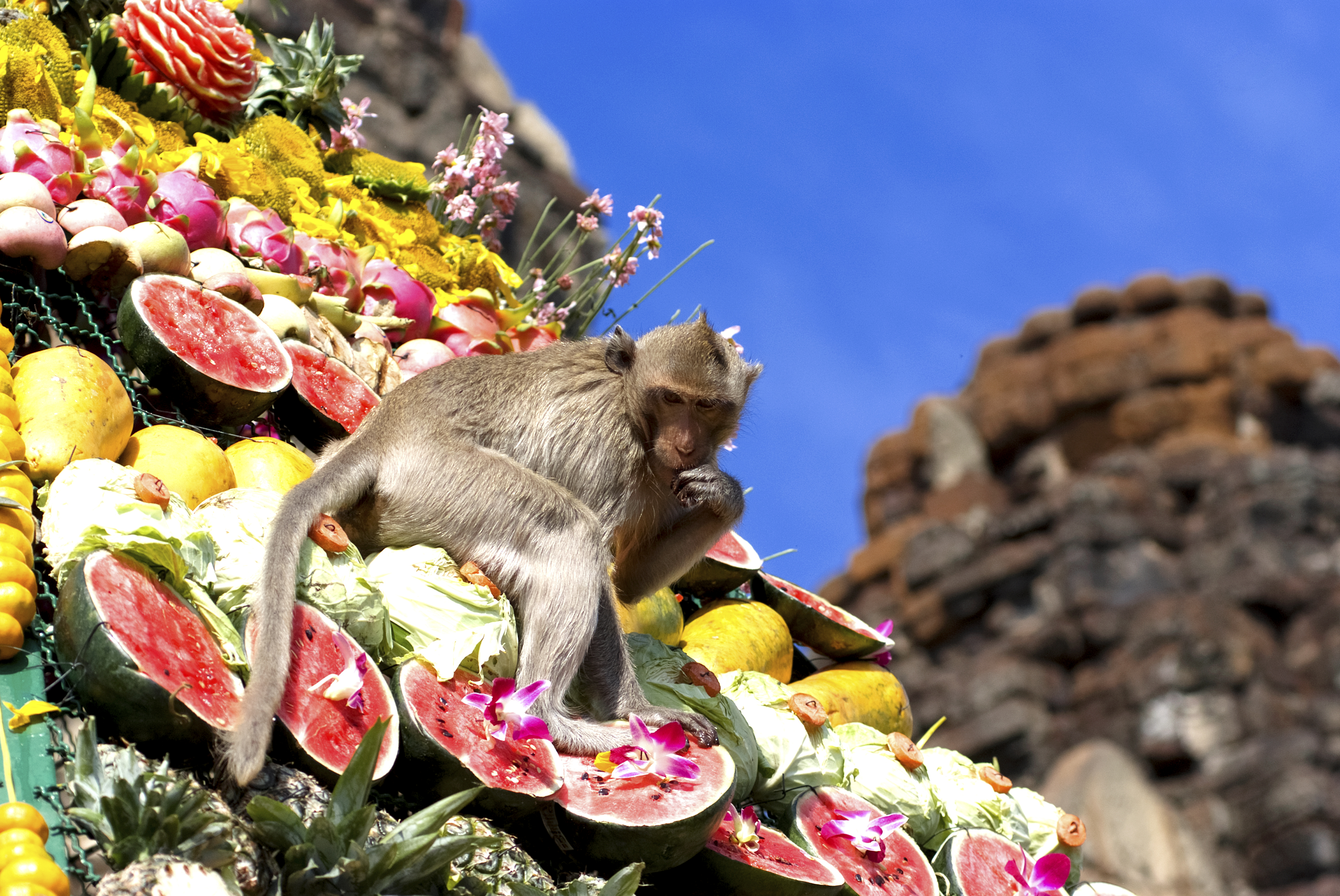 Monkey Buffet Festival en Tailandia
